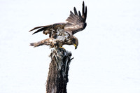 Immature bald eagle - Upstate, NY