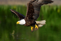 Mature bald eagle - Upstate, NY
