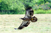 Immature bald eagle - Upstate, NY