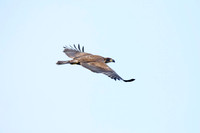 Immature bald eagle - Upstate, NY