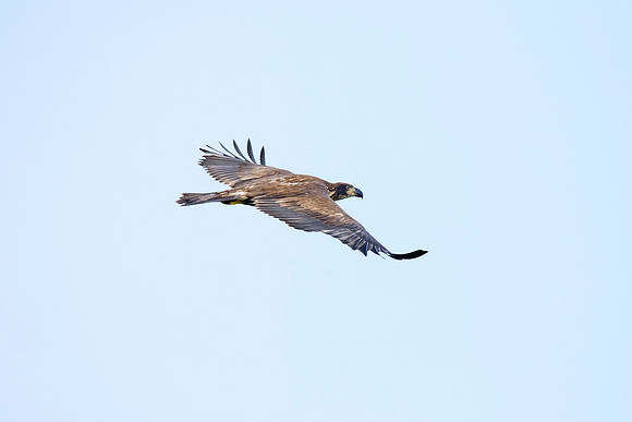 Immature bald eagle - Upstate, NY