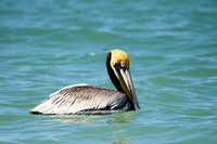 Brown Pelican - Indian Rocks Beach