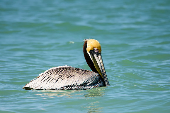 Brown Pelican - Indian Rocks Beach