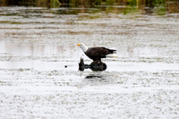 Mature bald eagle - Upstate, NY