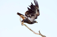 Immature bald eagle - Upstate, NY