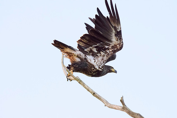 Immature bald eagle - Upstate, NY