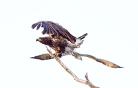Immature bald eagle - Upstate, NY