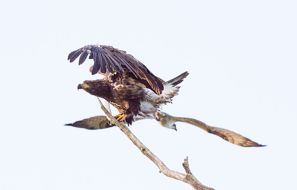 Immature bald eagle - Upstate, NY