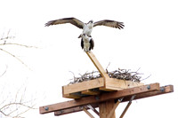 Osprey - Ithaca, NY