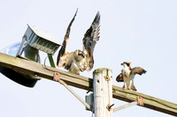 Osprey - Ithaca, NY