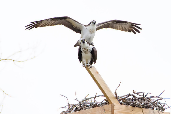 Osprey - Ithaca, NY