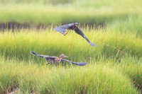 Green Heron - Cape Cod, MA