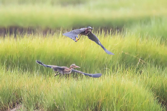 Green Heron - Cape Cod, MA
