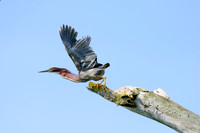 Green Heron - Upstate, NY