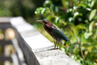 Green Heron - Green Cay Nature Center & Wetlands