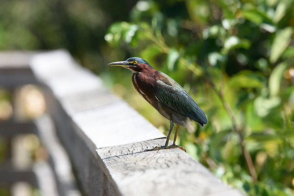 Green Heron - Green Cay Nature Center & Wetlands