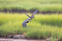 Green Heron