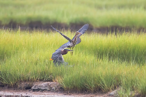 Green Heron - Cape Cod, MA