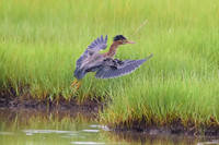 Green Heron - Cape Cod, MA