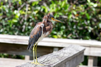 Green Heron - Green Cay Nature Center & Wetlands