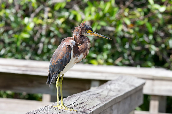 Green Heron - Green Cay Nature Center & Wetlands