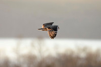 Short-eared Owl - Aurora, NY