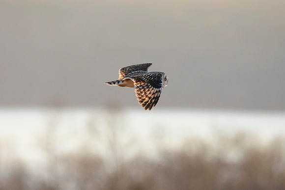 Short-eared Owl - Aurora, NY