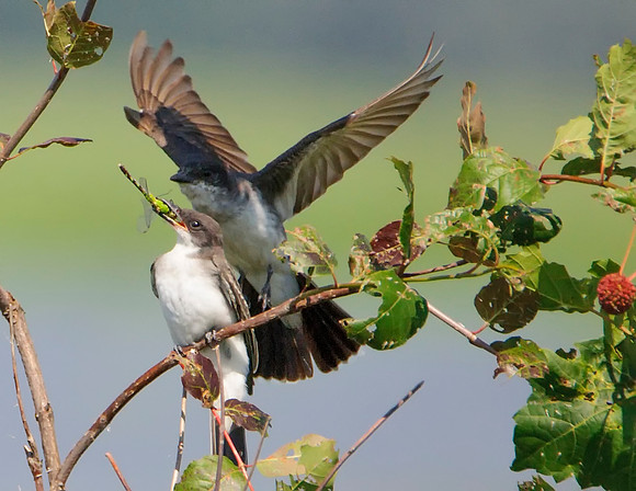 Eastern Kingbird - Upstate, NY