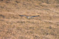 Short-eared Owls