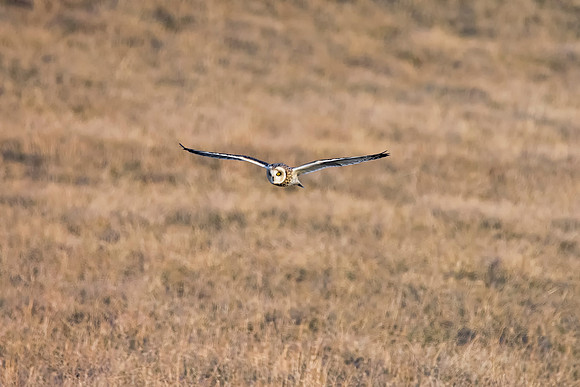 Short-eared Owl - Aurora, NY