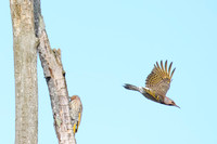 Norther Flicker Yellow Shafted - Upstate, NY