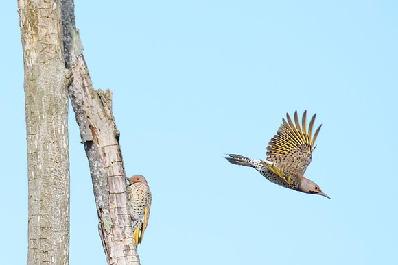 Norther Flicker Yellow Shafted - Upstate, NY