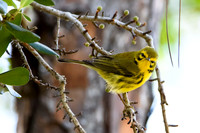 Prairie Warbler - Florida Keys