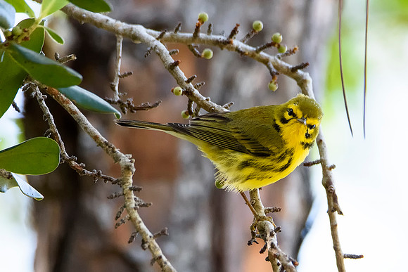 Prairie Warbler - Florida Keys