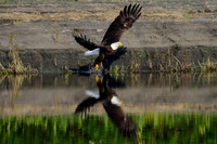 Mature bald eagle - Upstate, NY