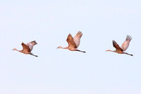 Sandhill Cranes - Upstate, NY