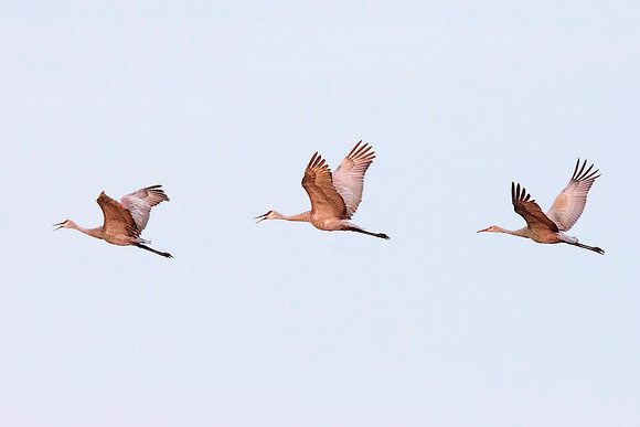 Sandhill Cranes - Upstate, NY