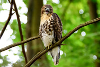 Immature Red-tailed Hawk - Ithaca, NY