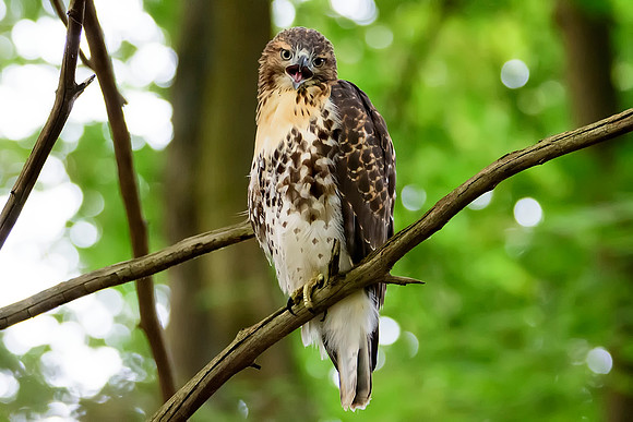 Immature Red-tailed Hawk - Ithaca, NY