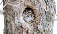 Screech Owls