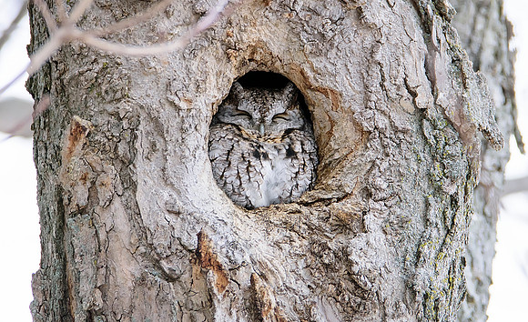 Screech Owl - Upstate, NY
