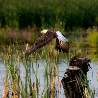 Mature bald eagle - Upstate, NY