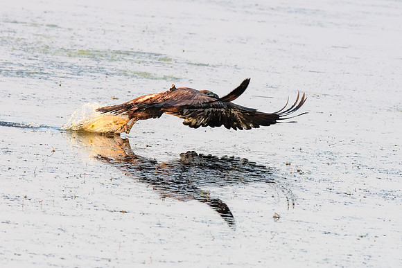 Immature bald eagle - Upstate, NY