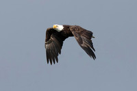 Mature bald eagle - Upstate, NY