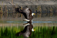 Mature bald eagle - Upstate, NY