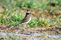 Killdeer - Seneca Falls, NY
