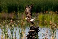 Mature bald eagle - Upstate, NY