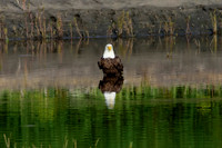 Mature Bald Eagles