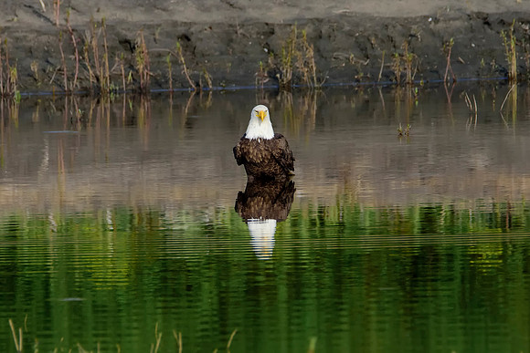 Mature bald eagle - Upstate, NY