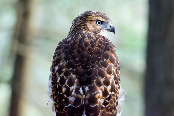 Immature Red-tailed Hawk - Ithaca, NY